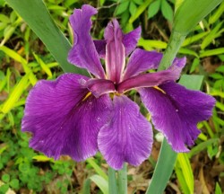 Rocky Hunt Louisiana Iris (Indigo-Blue, Early to Midseason), Iris x 'Rocky Hunt'